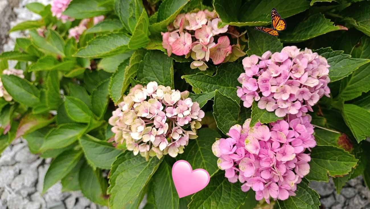 Hortensie 